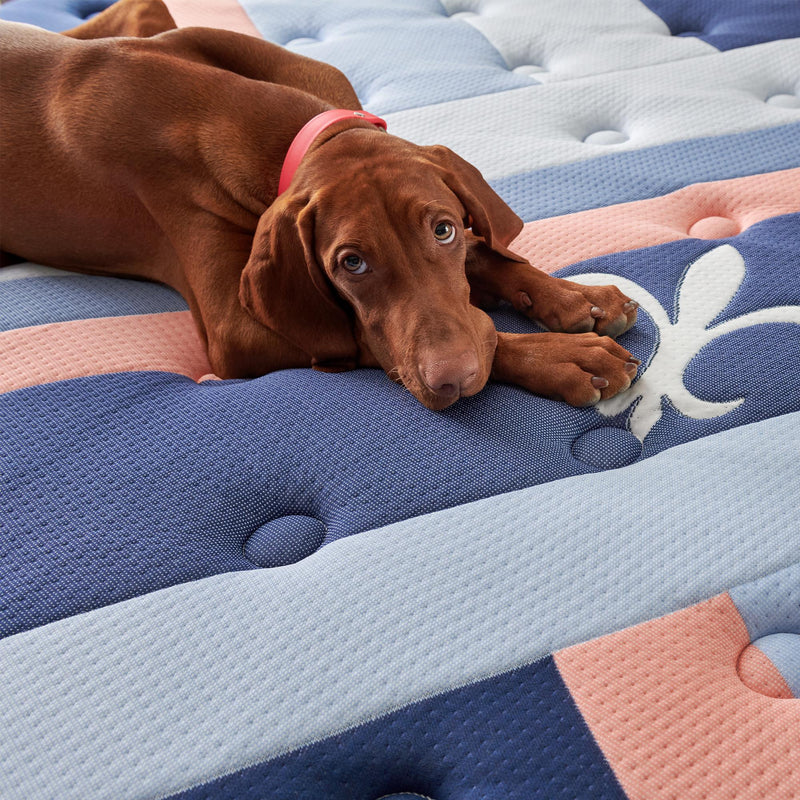  Stearns & Foster Duet Firm Tight Top Mattress (California King) IMAGE 2